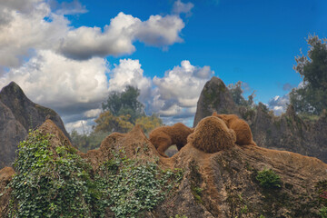 group of young bears playing in the mountains