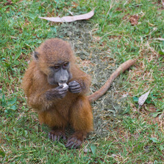 baboon feeding with offspring