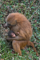 baboon feeding with offspring