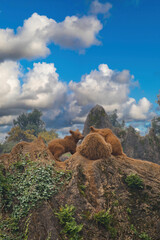 group of young bears playing in the mountains