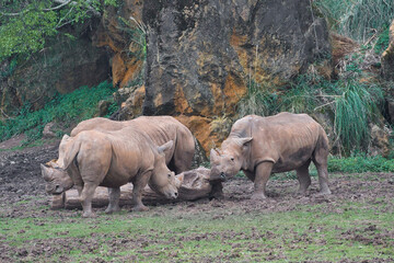 herd of rhinoceroses grazing in a meadow