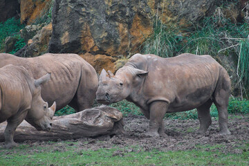 herd of rhinoceroses grazing in a meadow
