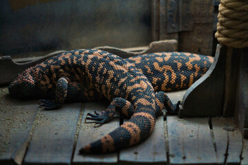 gila monsters resting on wood in a dark environment