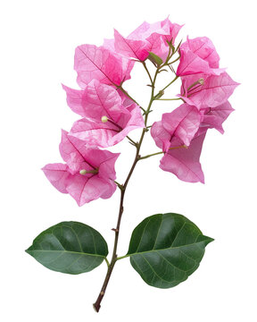recommend clip art: Pink flowers and green leaves of bougainvillea isolated on transparent background.