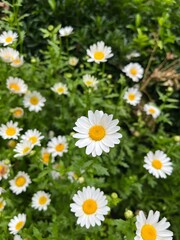 daisies in a garden