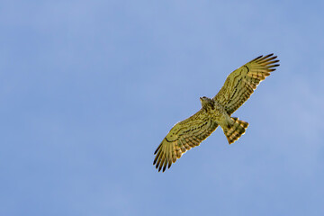 rapace in volo