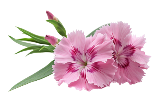 Pink carnations symbolize gratitude, remembrance, and affection.