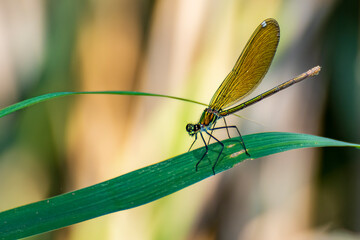 damigella dorata