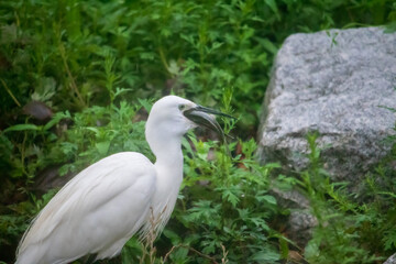Little Egret eating big fish by the river.