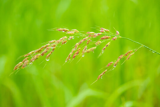 Fresh Johnson grass(Sorghum halepense) with raindrops.