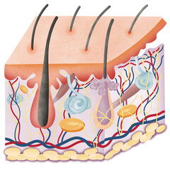 Skin Appendages Integumentary system.