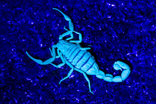 Iranian Black-tailed Alligatorback Scorpion.(Hottentotta jayakari) in the middle east close up under black light.