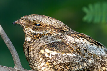 European nightjar (Caprimulgus europaeus), common goatsucker, Eurasian nightjar or just nightjar close up in the UAE.
