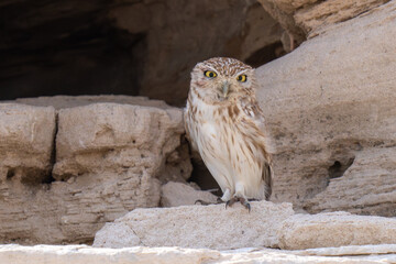 Little owl (Athene noctua), also known as the owl of Athena or owl of Minerva in the United Arab Emirates