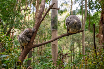 two koala sleeping in tree, eucalypt eucalyptus gum, Australian native marsupial animal, Currumbin...
