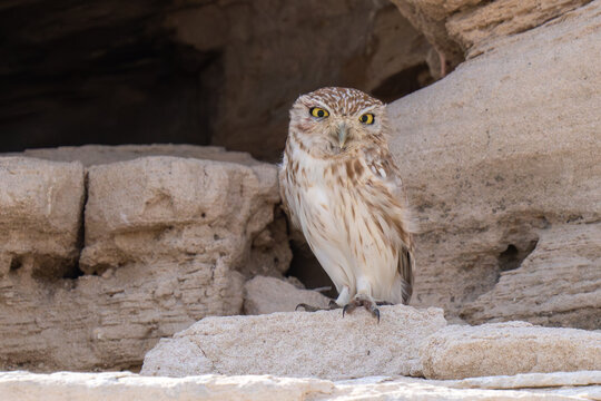 Little owl (Athene noctua), also known as the owl of Athena or owl of Minerva in the United Arab Emirates