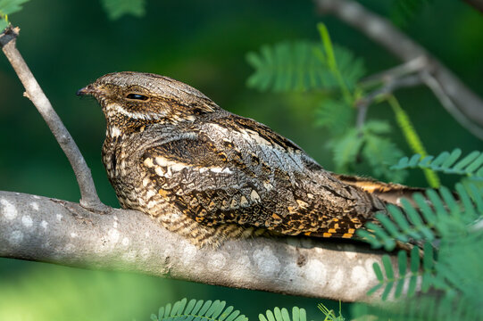 European nightjar (Caprimulgus europaeus), common goatsucker, Eurasian nightjar or just nightjar close up in the UAE.