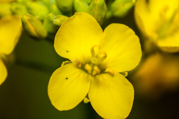 Close-up view of blooming yellow mustard flower