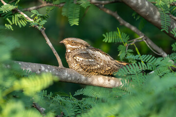European nightjar (Caprimulgus europaeus), common goatsucker, Eurasian nightjar or just nightjar close up in the UAE.
