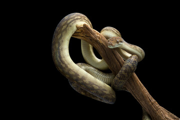 Amethystine Python hanging on a branch isolated on black background