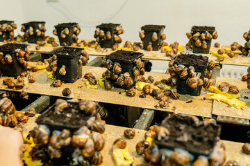 View on stands with many snails on farm