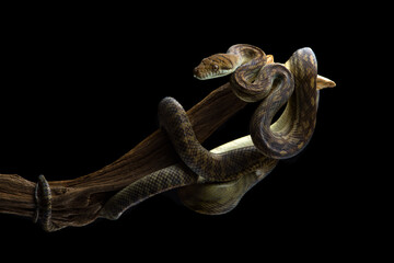 Amethystine Python hanging on a branch isolated on black background