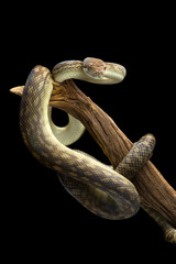 Amethystine Python hanging on a branch isolated on black background