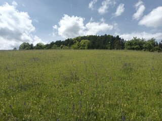 Schrattenbacher Almwiese