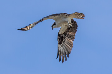 osprey hovering