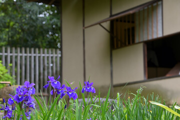 茶室の前にアヤメが咲いている風景