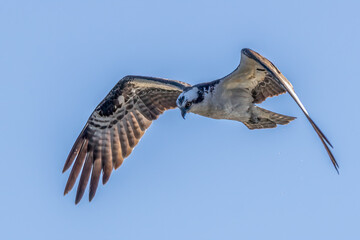 osprey in flight