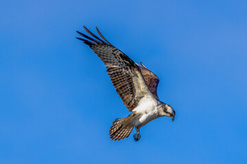 osprey in flight