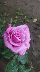 pink rose with dew drops