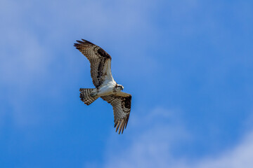osprey in flight
