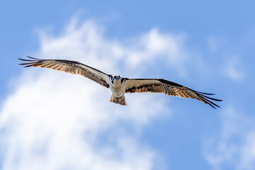 osprey in flight