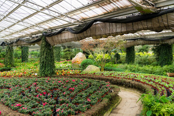 Beautiful tropical green plant in the green house garden