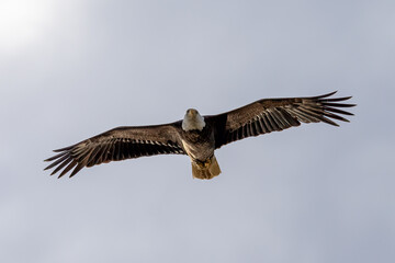 eagle in flight