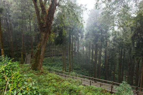 Taiwan Nantou Xitou hiking trail in the forest