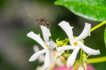 Macro photo of an ant on white flower.
