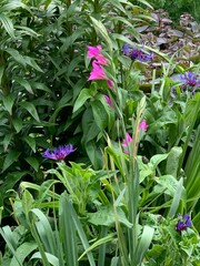 Obraz premium glaieul et bleuets