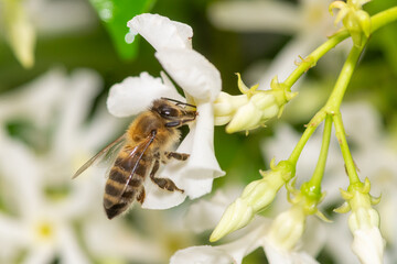 Bee on white flower macro photo. 
