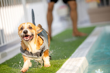 Corgi puppy wearing a swimsuit And they are swimming for physical therapy to have a strong body in...