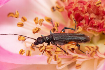 Little bug on  pink rose extreme close up look eating. Macro photography.
