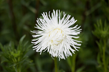White Aster blooming in flower garden. Large alpine white aster growing in flower bed. Background...