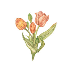 Watercolor bouquet with tulips. An illustration of a bouquet of handmade spring flowers, highlighted on a white background. A bouquet of pink and yellow tulip. Design of a postcard, a wedding