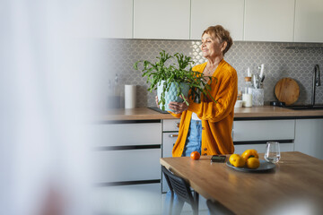 Elderly happy Caucasian woman standing in the kitchen with a green indoor plant in a pot. Floriculture as a hobby in retirement concept