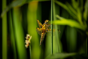 Vierfleck
Der Vierfleck zählt zu den Großlibellen und erreicht eine Körperlänge von 4 bis 4,5 Zentimetern bei Flügelspannweiten zwischen 7 und 8,5 Zentimetern.
