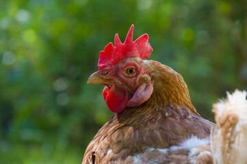 Portrait Huhn: Huhn blickt nach hinten zurück in die Kamera (Kopf-Portrait) (head portrait looking)