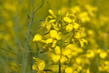 Raps / Rapsfeld - gelb blühender Raps (Landwirtschaft) - Blüten und dahinter die grünen Schoten