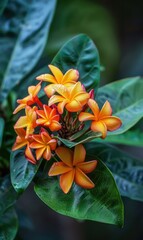 Close-up of fresh plumeria flowers with water droplets amidst green foliage, showcasing natural beauty and vibrancy